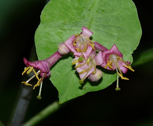 {Lonicera dioica}